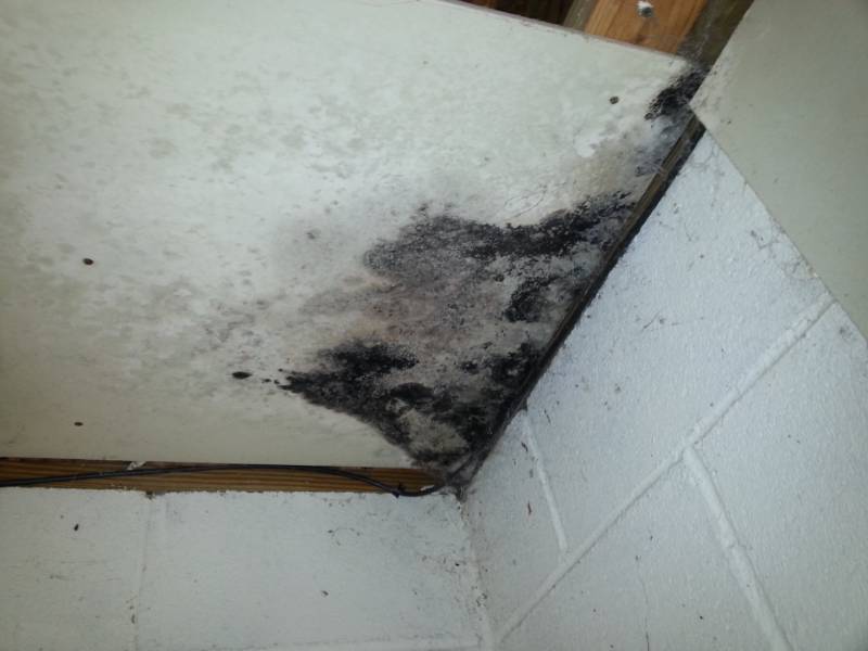 Mold assessment New Hampshire