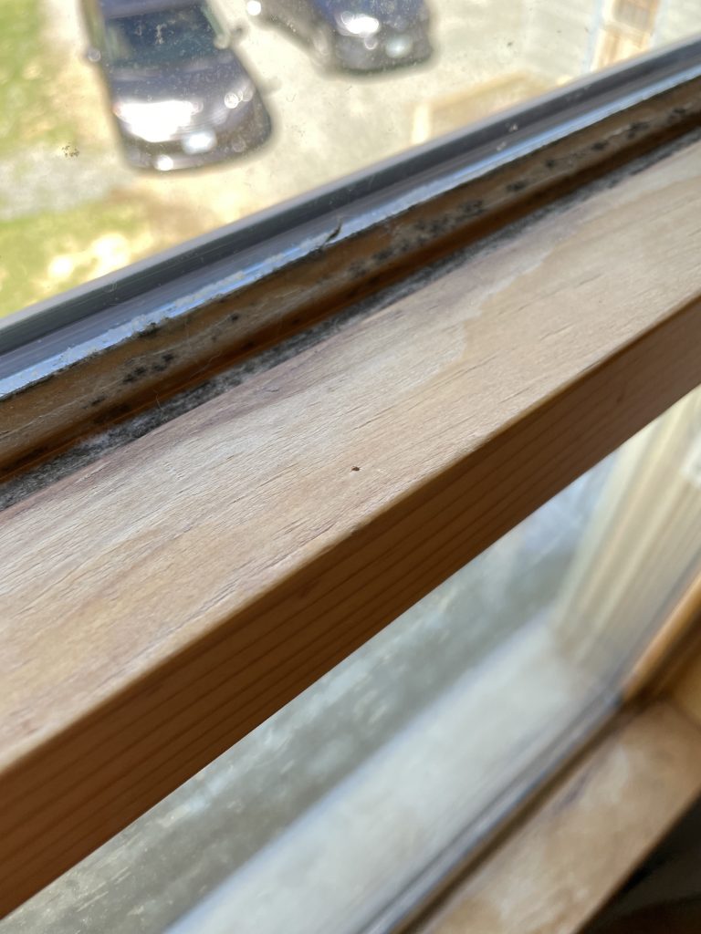 Mold on a natural wood window frame