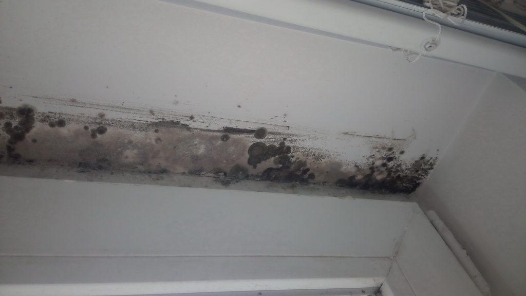 black mold on white wall of a home